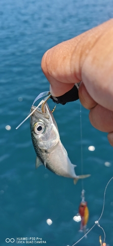 サバの釣果