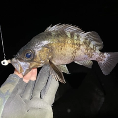 クロメバルの釣果