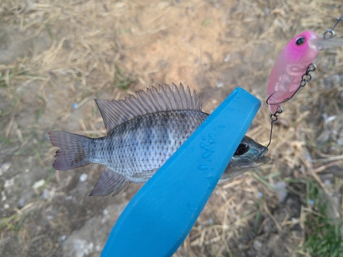 ナイルティラピアの釣果