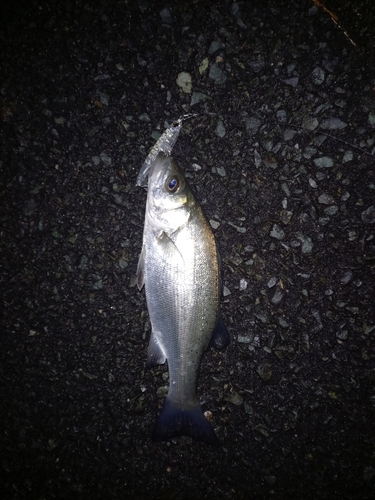 セイゴ（ヒラスズキ）の釣果