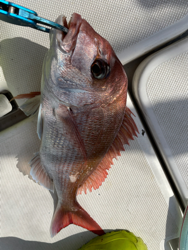 マダイの釣果