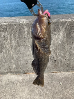 アイナメの釣果