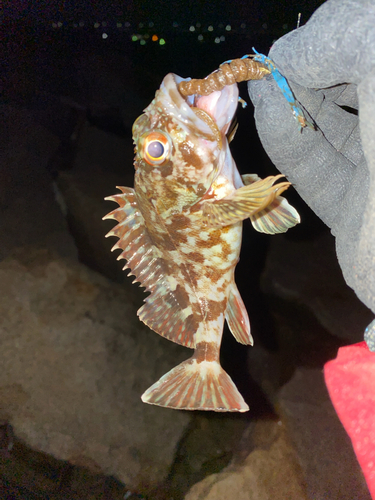 カサゴの釣果