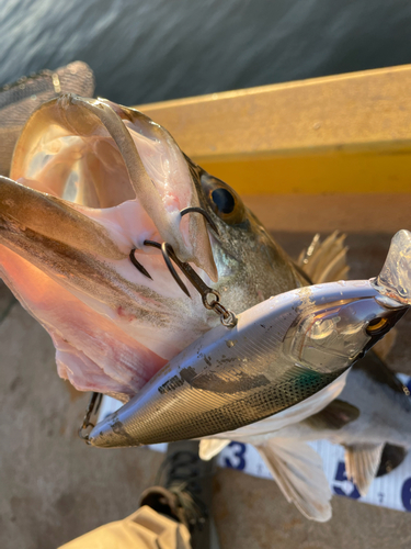 シーバスの釣果