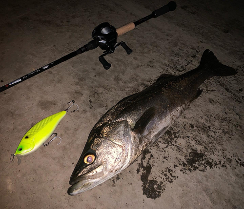 マルスズキの釣果