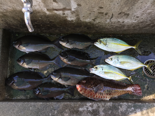 クチブトグレの釣果