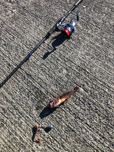 アナハゼの釣果