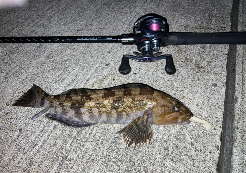 アイナメの釣果