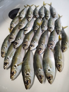 アジの釣果