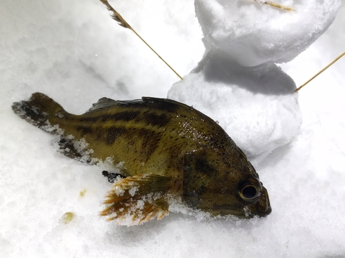 シマソイの釣果