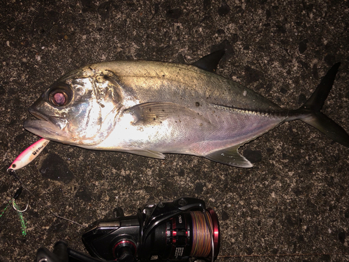 ギンガメアジの釣果