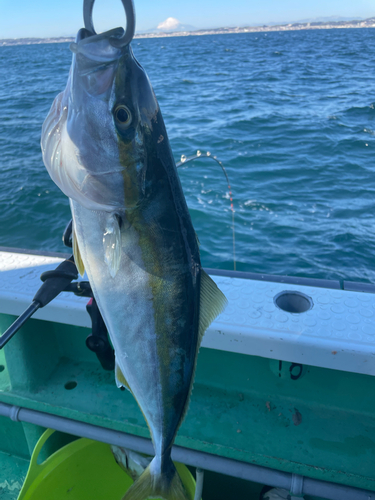 イナダの釣果