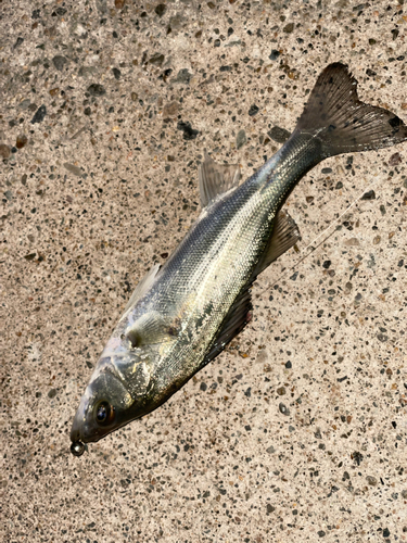 セイゴ（マルスズキ）の釣果