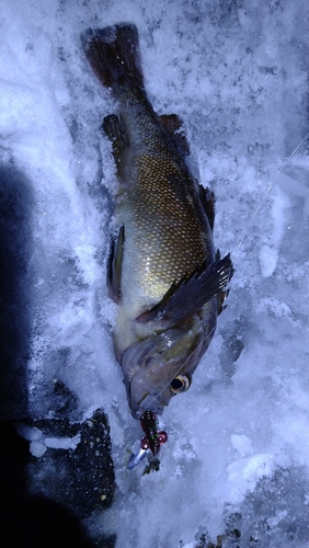 エゾメバルの釣果