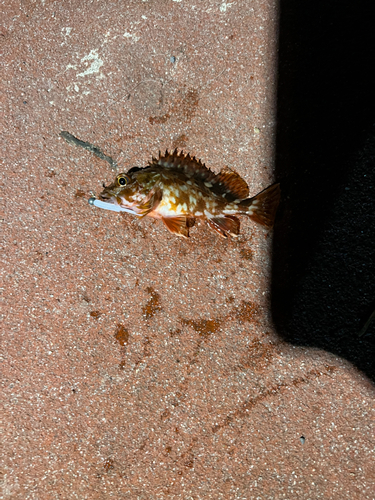 カサゴの釣果