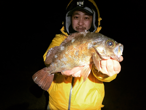 アカメバルの釣果