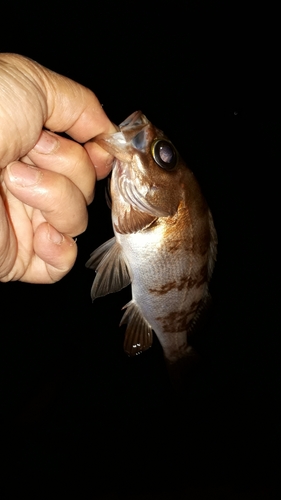 クロメバルの釣果