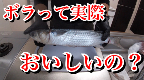 ボラの釣果