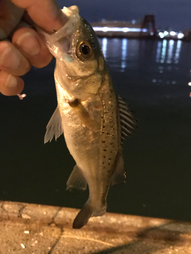 セイゴ（マルスズキ）の釣果