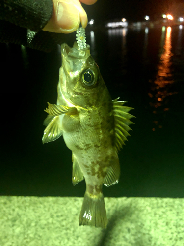 メバルの釣果