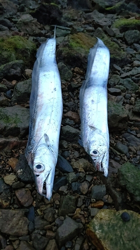 タチウオの釣果