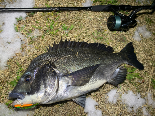 チヌの釣果