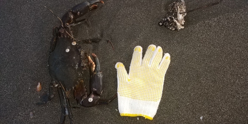 カニの釣果