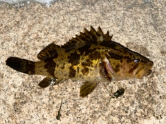 タケノコメバルの釣果