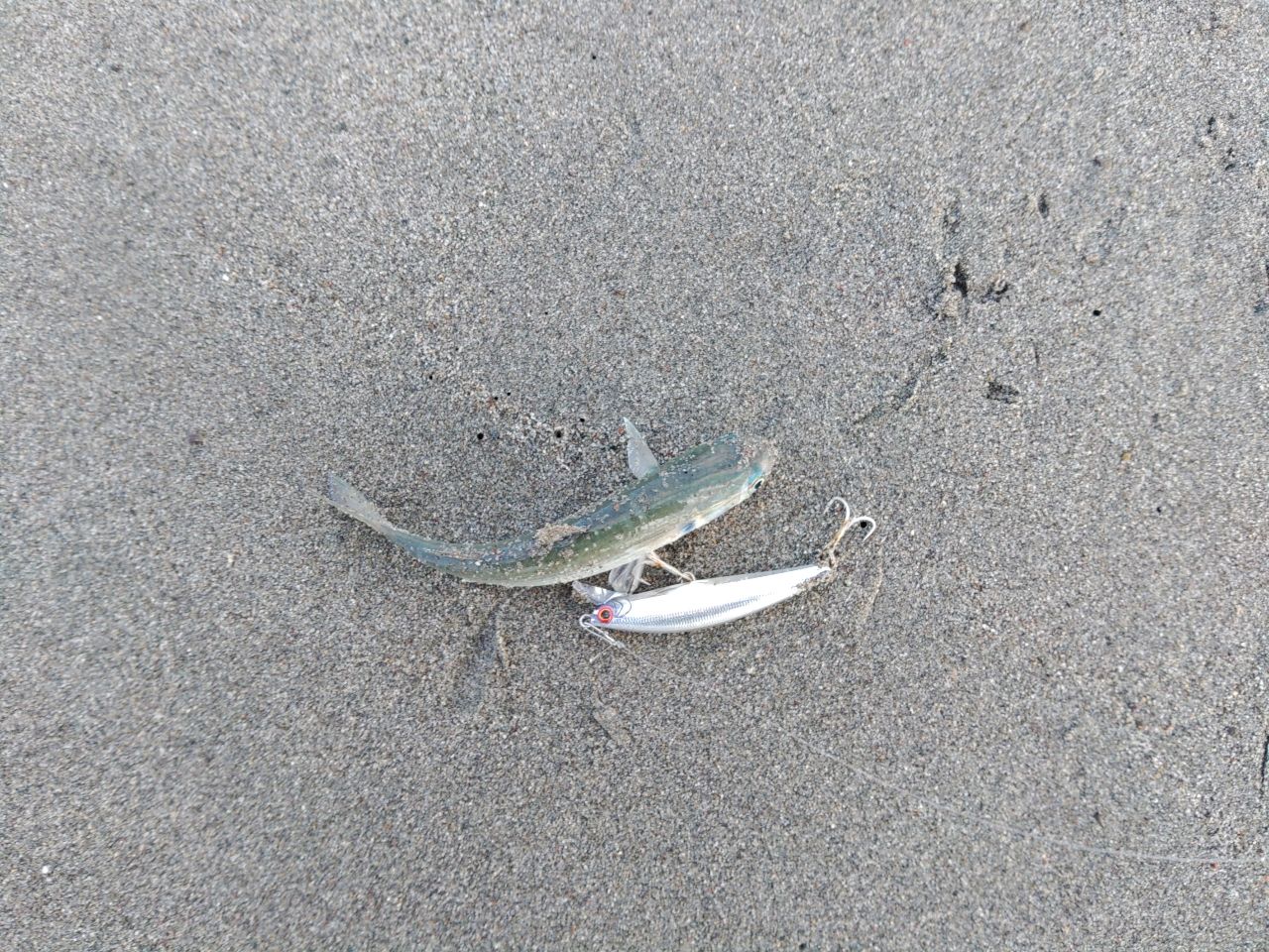 ボラ