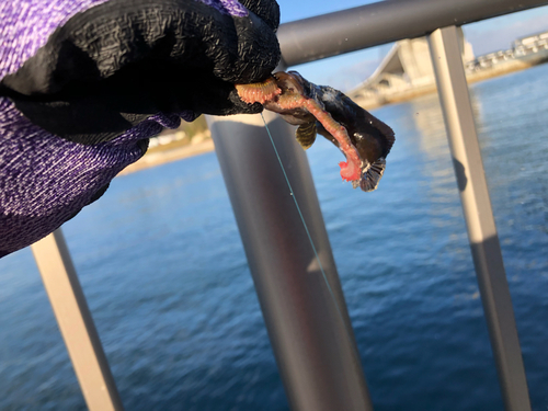 ムスジガジの釣果