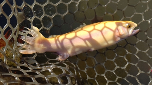 アルビノニジマスの釣果