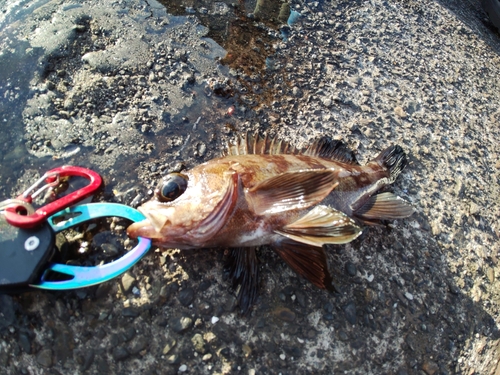 メバルの釣果