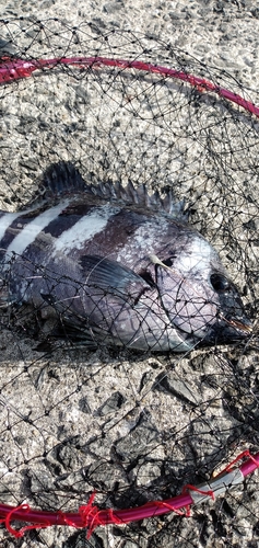 イシダイの釣果