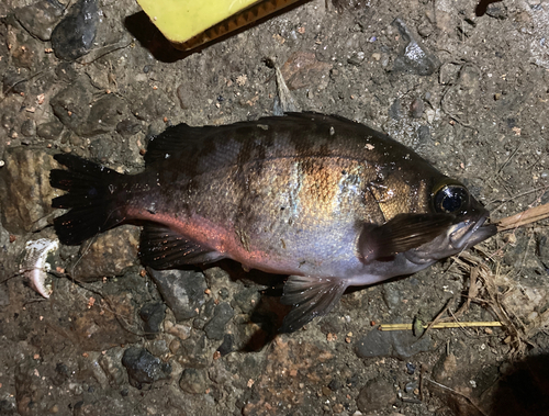 シロメバルの釣果