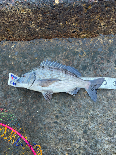 クロダイの釣果