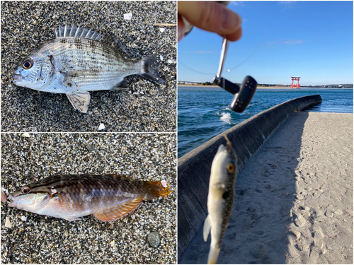 クロダイの釣果