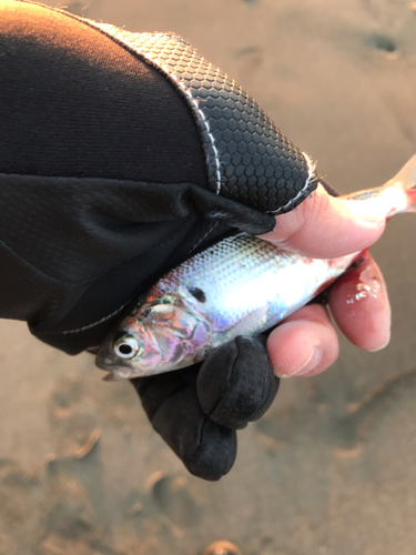 コハダの釣果