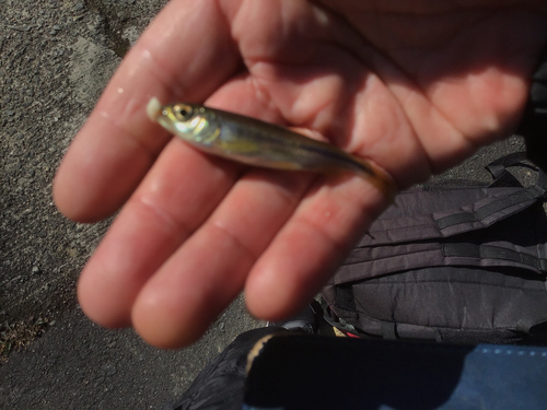 カワムツの釣果