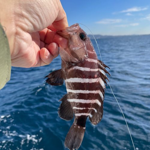 マハタの釣果