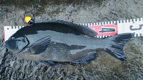 メジナの釣果