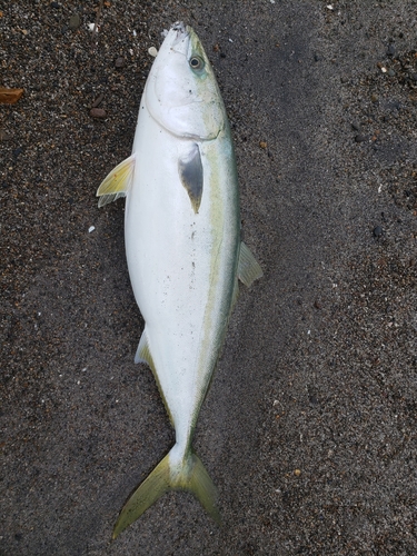 ブリの釣果