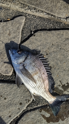 クロダイの釣果