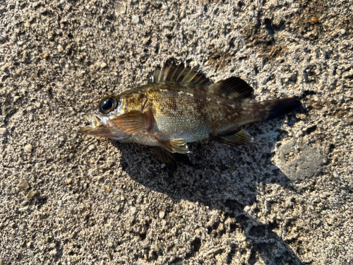 アカメバルの釣果