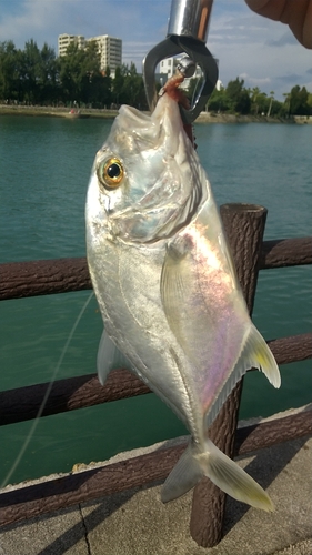 オニヒラアジの釣果