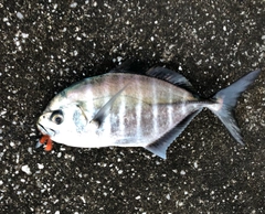 ヒラアジの釣果