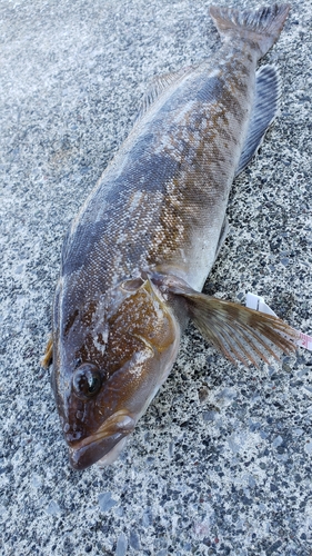 アイナメの釣果