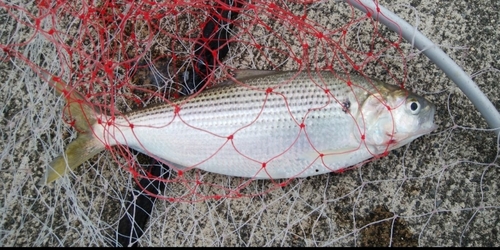 コノシロの釣果