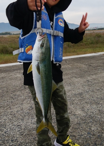 ハマチの釣果