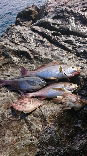 グレの釣果