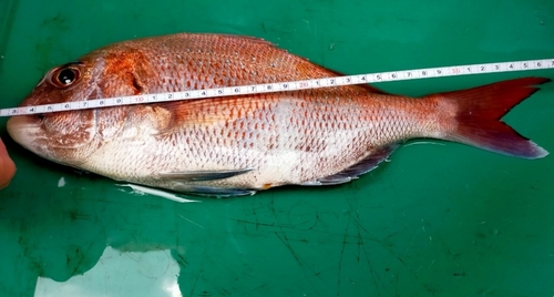 マゴチの釣果